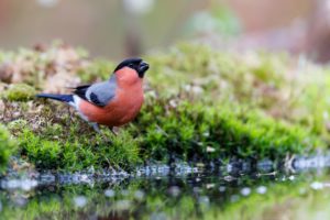 the Azores bullfinch