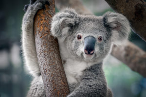 Koala animal australia