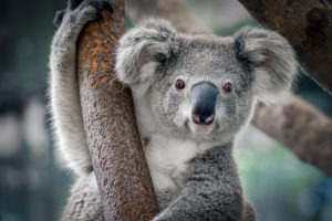Koala animal australia