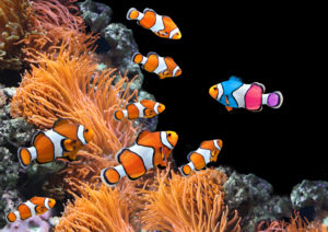 anemonefish