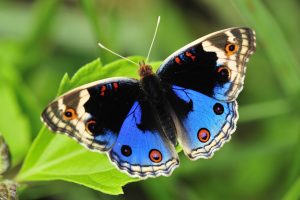 butterflies