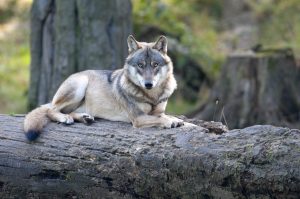 wolf in the forest