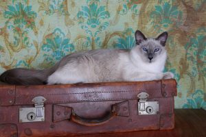 Balinese cat indoors