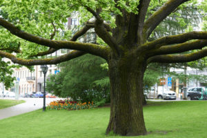 tree