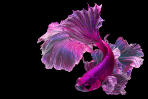 fish
