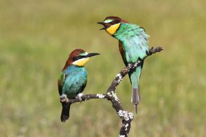 singing birds