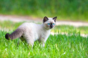 Beautiful Siamese kitten