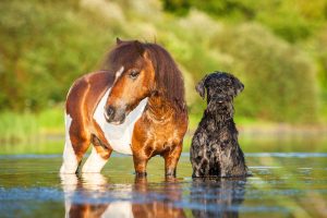 Schnauzer dog sitting beside a horse