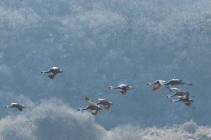 migratory birds