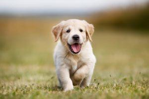 golden retriever puppy dog