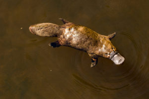 platypus animal australia