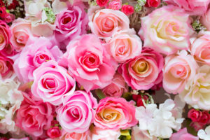 rose flower