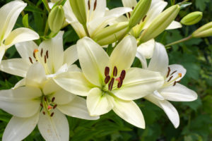 lily