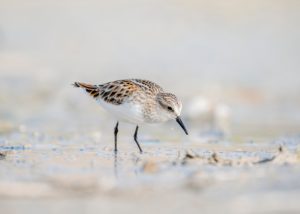 Little Stint