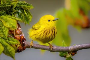 birding birds