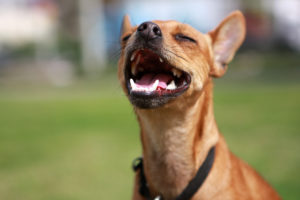 dog mouth