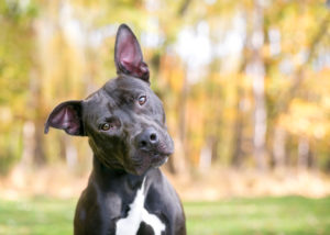 dog ears