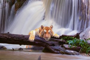 wild cats