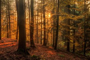 Black forest, Germany