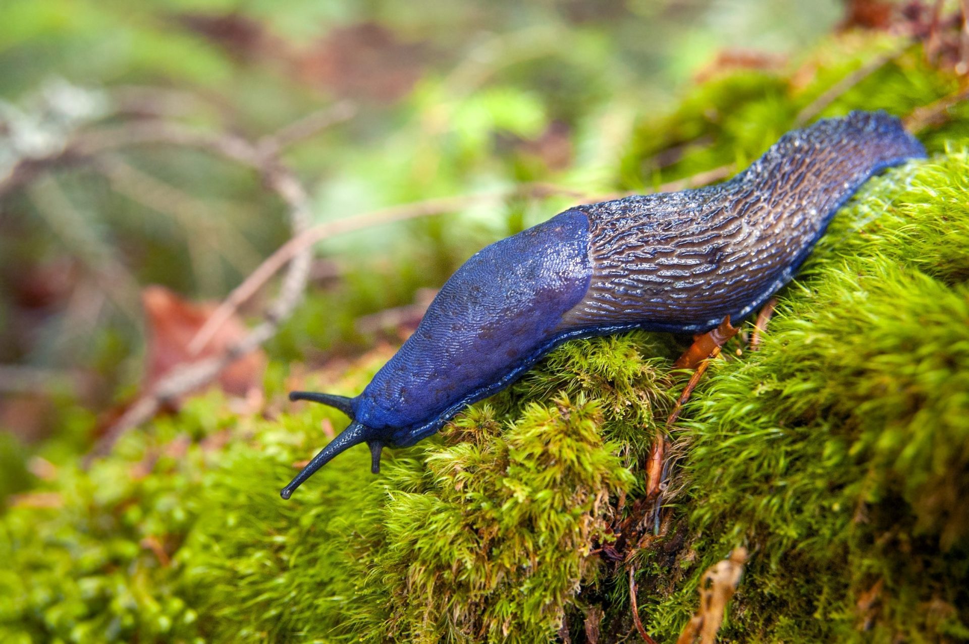 slug