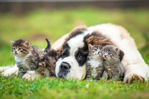 cats and dogs