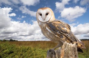 owls