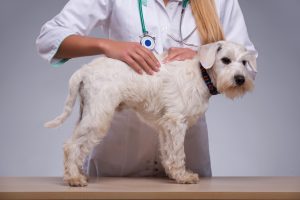 dog at the vet