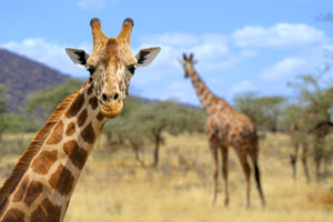 giraffe
