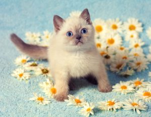 Cute Siamese kitten