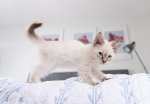 cat Kneading