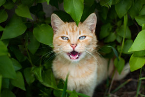 cat meowing