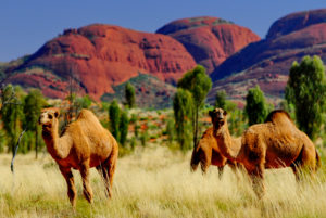 Uluru, Australia