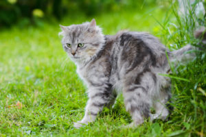cat language posture