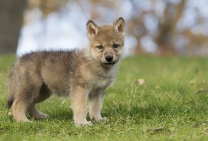 wolf pup