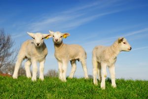 baby lambs