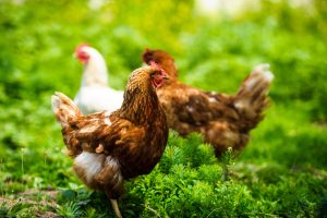 chickens enjoying outdoor life