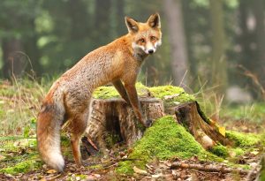 sneaky fox