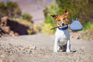 jack Russell dog