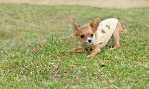 chihuahua puppy
