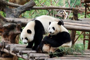panda