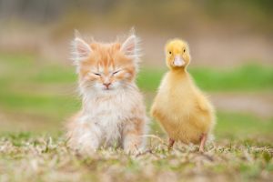 baby animals