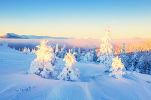 winter wonderland