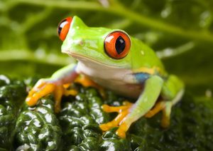 colorful frog