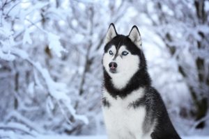 cute husky dog