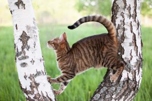 cat playing outdoors