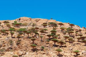Socotra, Yemen