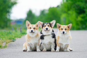 corgi dogs