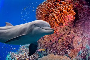 dolphins