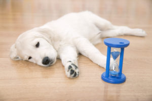 dog alone at home