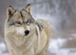 wolf